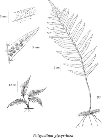 polypodium glycyrrhiza