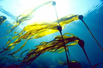 bull kelp uses