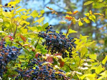 Leaves and blue-black berries of Tall Oregon Grape 