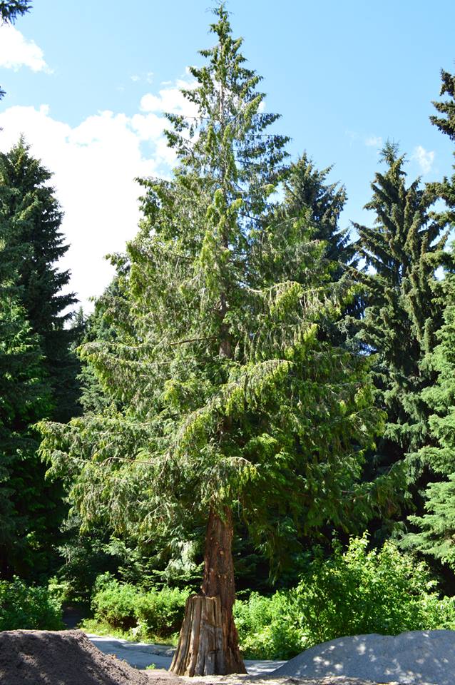 western red cedar