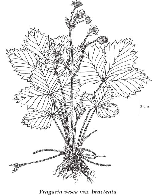 Woodland Strawberry Botanical Drawing (http://linnet.geog.ubc.ca/)