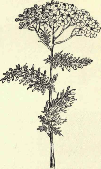 Achillea millefolium L.  